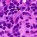 What Are Mast Cells?